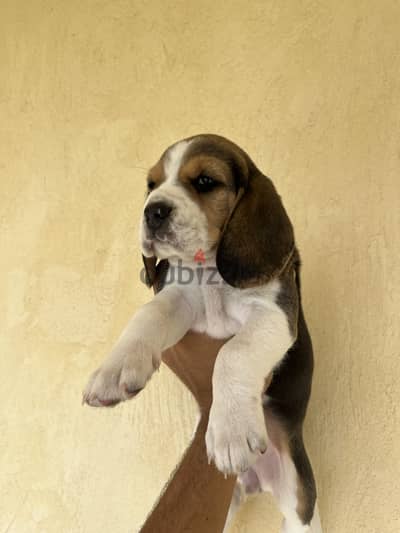 Beagle puppies