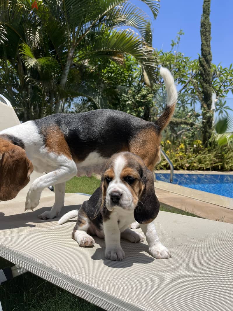 Beagle puppies 1