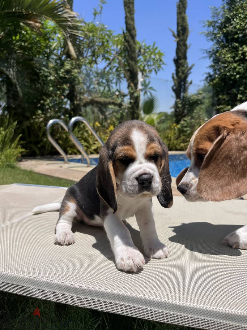Beagle puppies 2