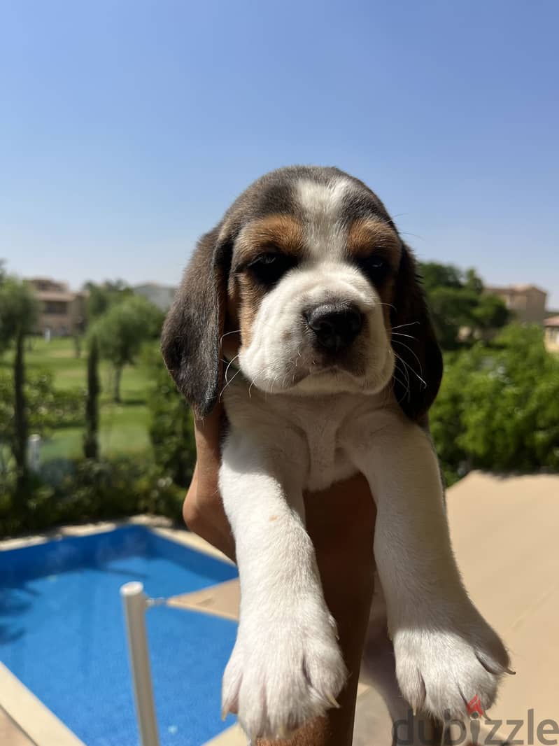 Beagle puppies 3