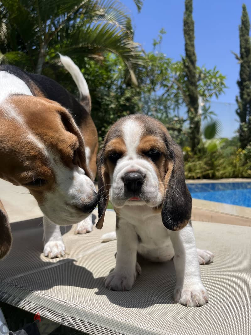Beagle puppies 4