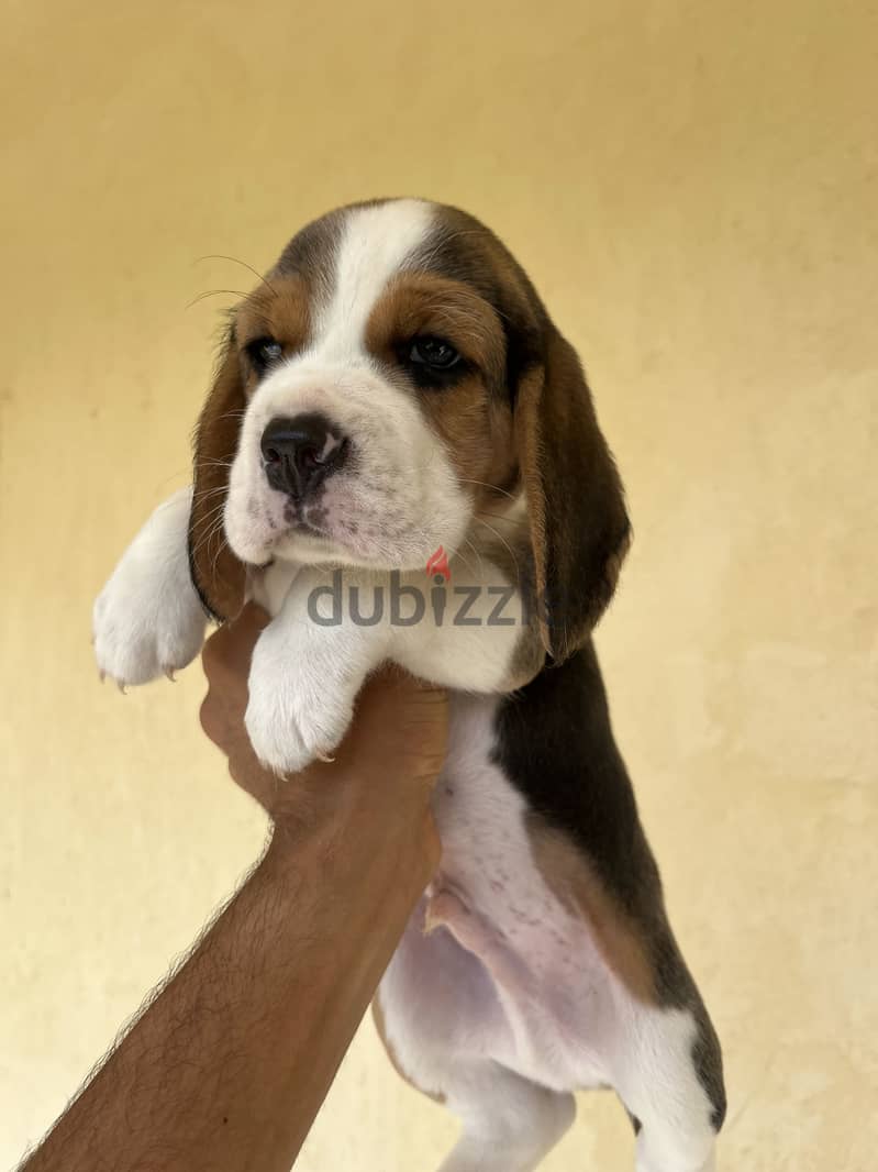 Beagle puppies 5