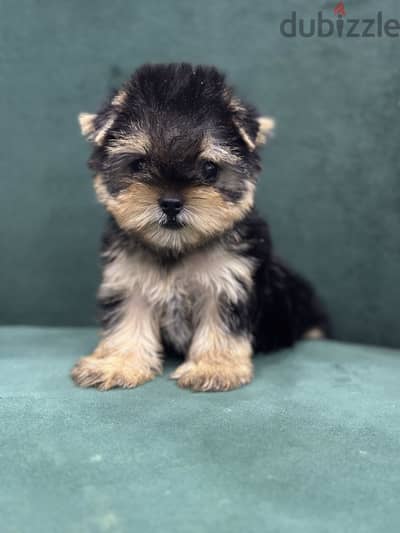 Yorkshire terrier Yorkie يوركشاير يورك شاير