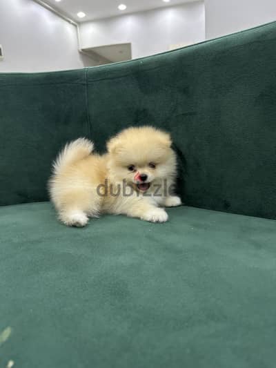 Pomeranian puppy بومرينيان