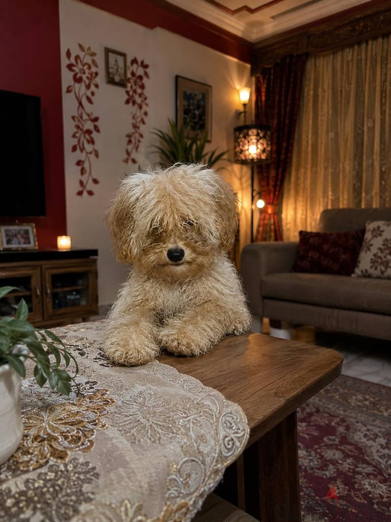 Toy poodle 1