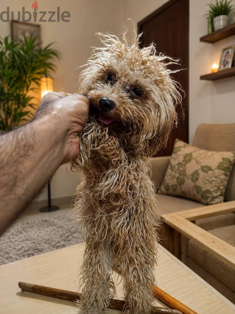 Toy poodle 2
