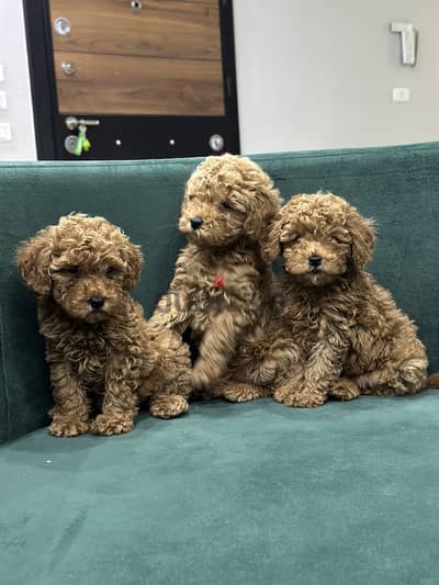 Poodle puppy toypoodle بودل