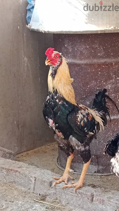 ديك هندي للبيع شغال عمره سنه وشهرين