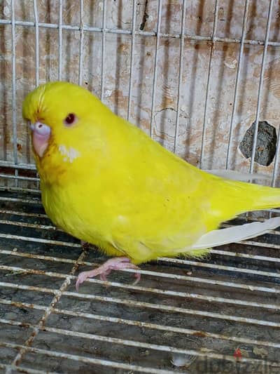 زغلوله حديث الفطام  شهرين لاسوينح الاب انجليزى الام نص