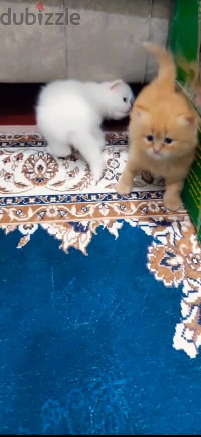 عرض قطه للبيع