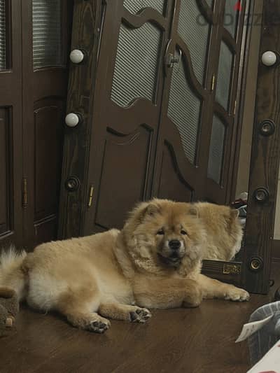 Chow chow for sale
