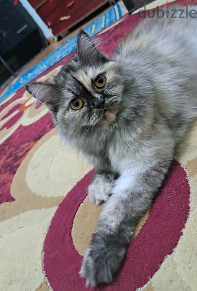قطه للتبني