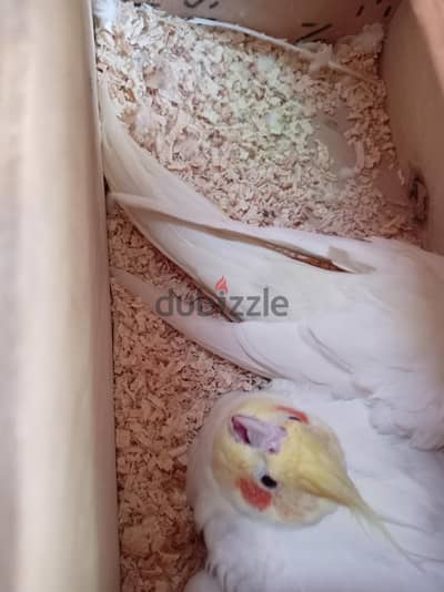قص كوكتيل لاتينى شغال