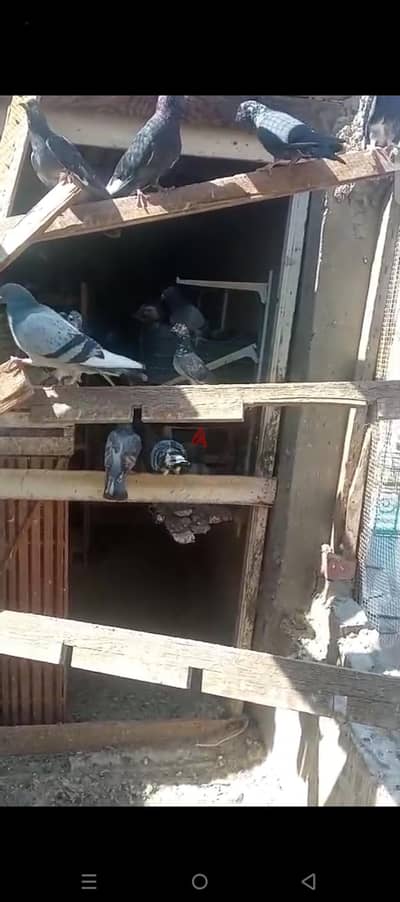 حمام بلدي