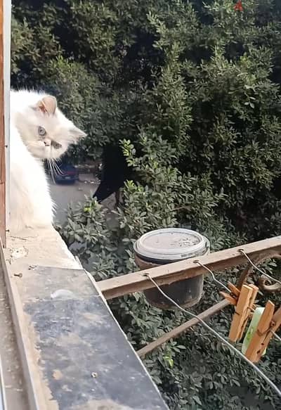 قطه منتجه فصيله نادره