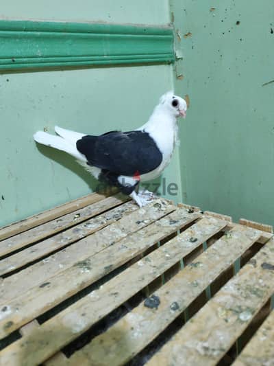 زغلول ودكر