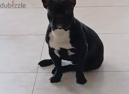 French bulldog