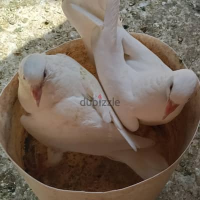زغاليل حمام لاحم على رومانى وزغاليل هجين موجود فى شارع مؤسسة الزكاه