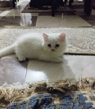 قطط شيراز بيور