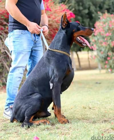 doberman puppy دوبر مان