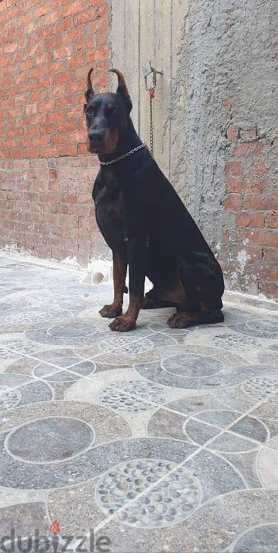 doberman puppy دوبر مان 1