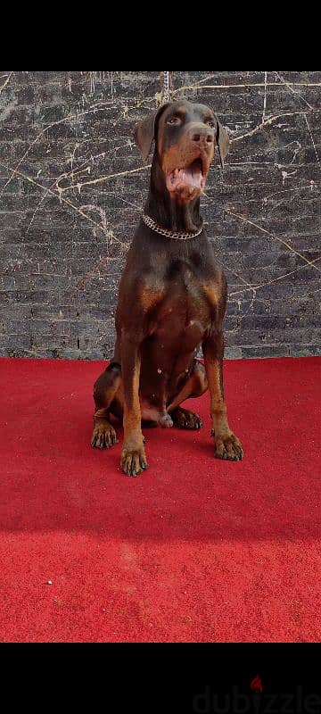 doberman puppy دوبر مان 2