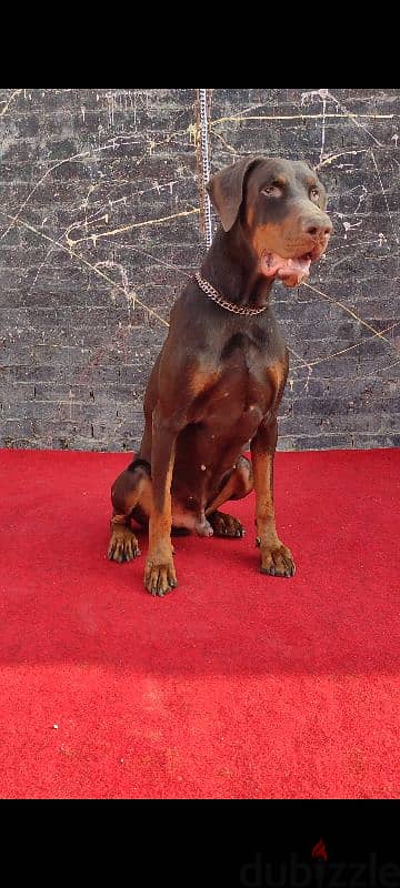 doberman puppy دوبر مان 3
