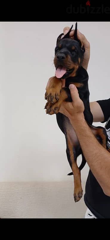 doberman puppy دوبر مان 4