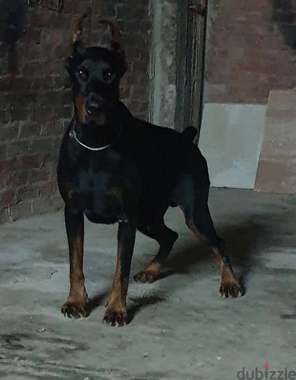 doberman puppy دوبر مان 5