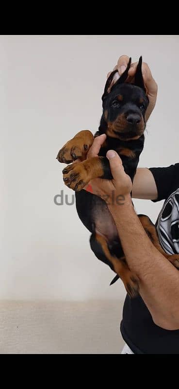 doberman puppy دوبر مان 6
