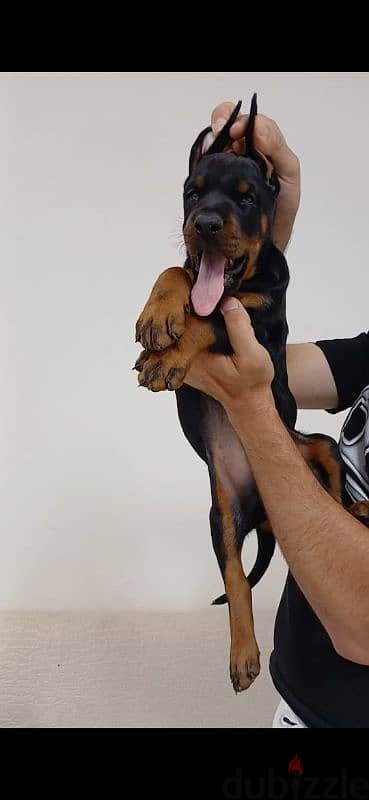 doberman puppy دوبر مان 7