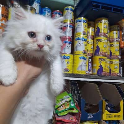 بنتين شيرازي
