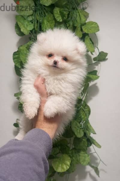 pomeranian puppies بومرينيان