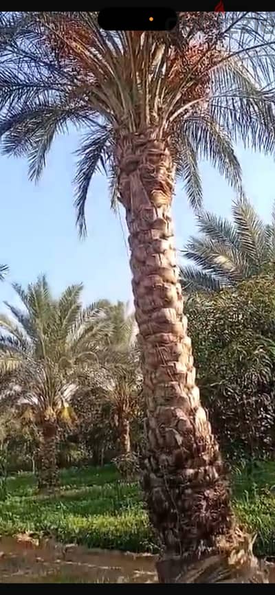 نخل زغلول