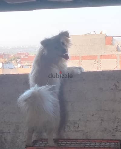 كلب للتبني