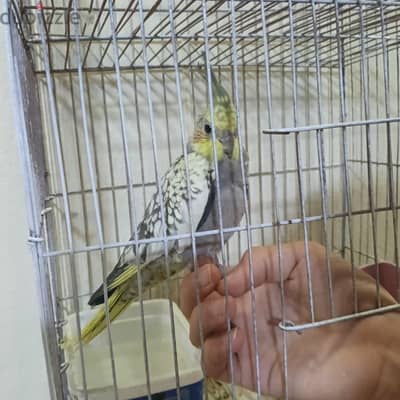 عصفور كوكتيل مدرب سن شهرين