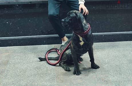 Cane corso