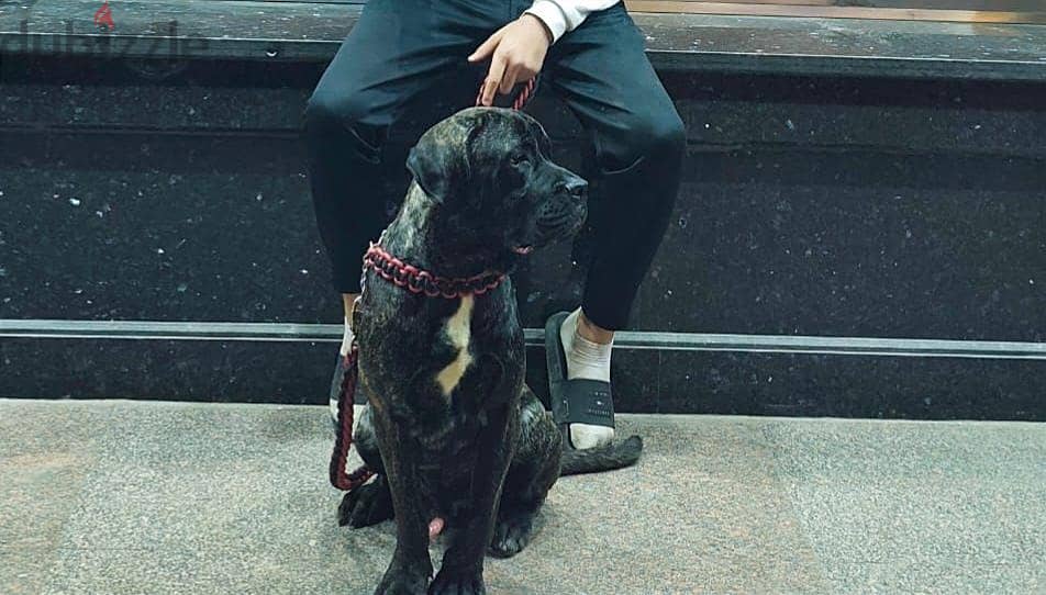 Cane corso 1
