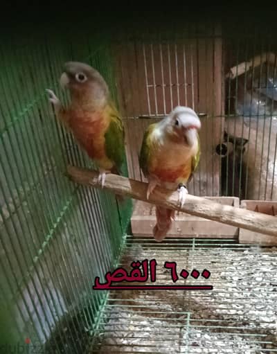 بينابول