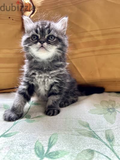 British silver black tabby