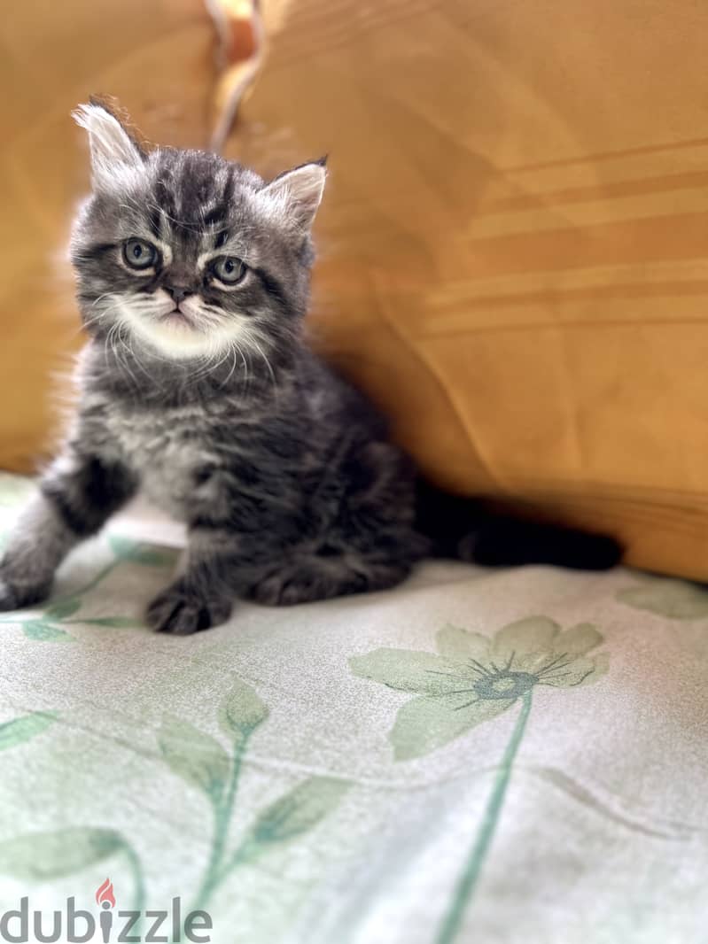 British silver black tabby 1