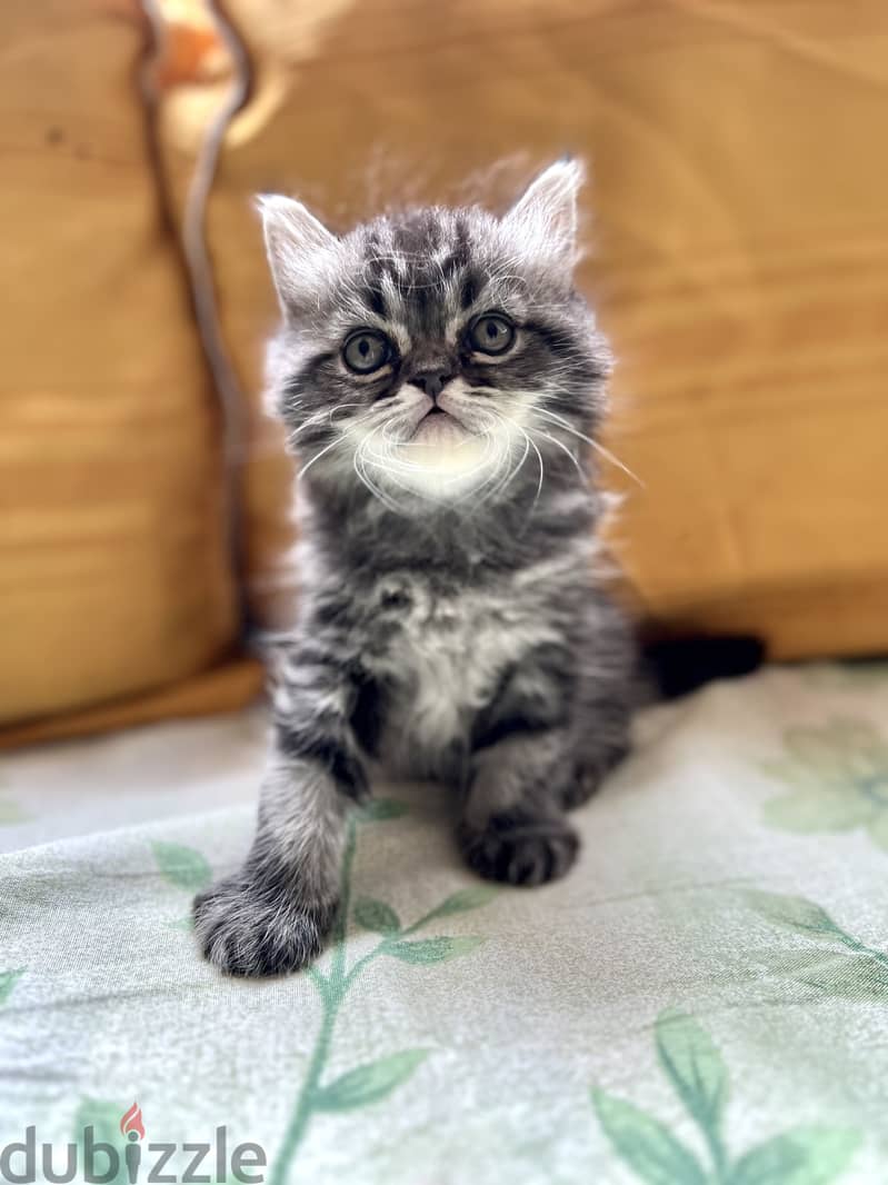 British silver black tabby 2