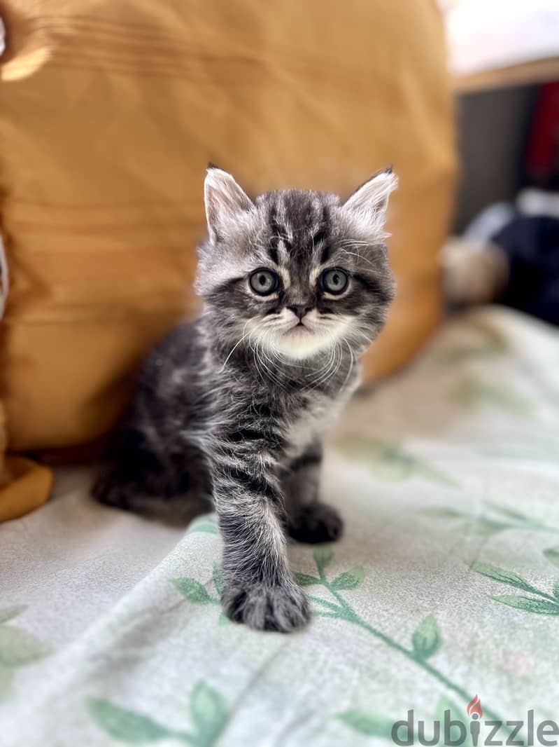 British silver black tabby 3