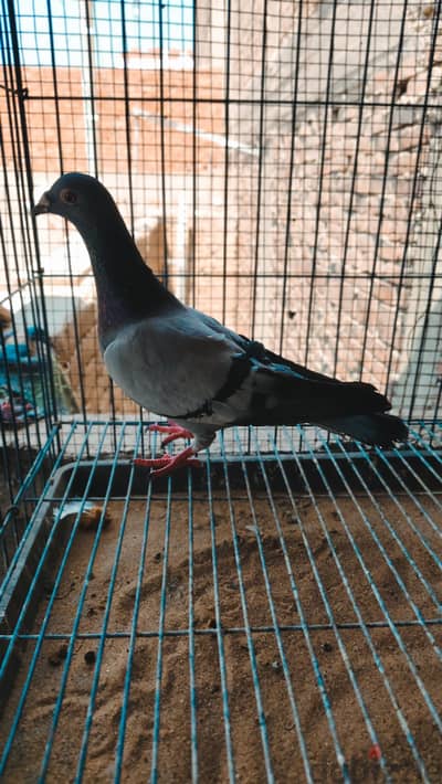 نتاية زيادة