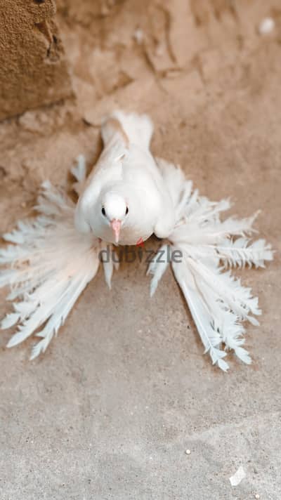 زغلول شقلباظ