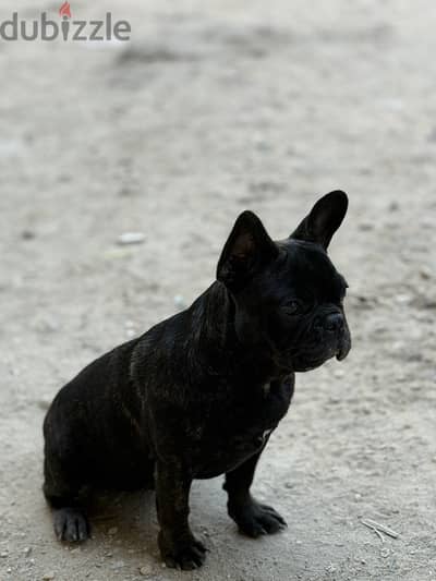 French Bulldog