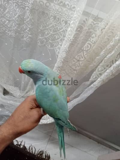 الاسكندريه محطه مصر