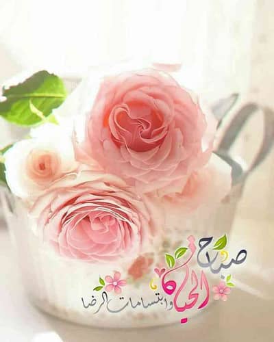 العايدي