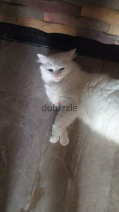 شيرازى تركى
