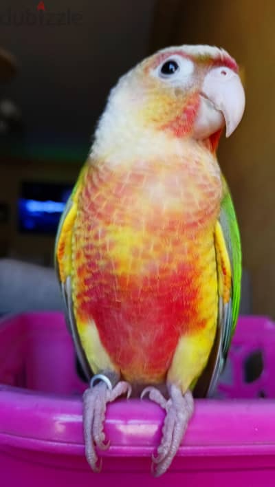 pineapple high red parrot